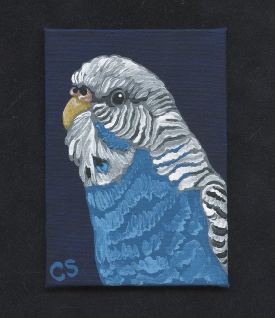 ACEO ATC Original Canvas Painting Blue Budgie Parakeet Pet Bird Art-Carla Smale