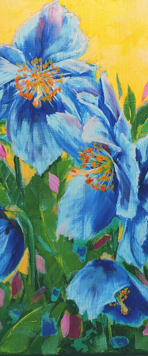 Blue Himalayan Poppies by Marion Derrett