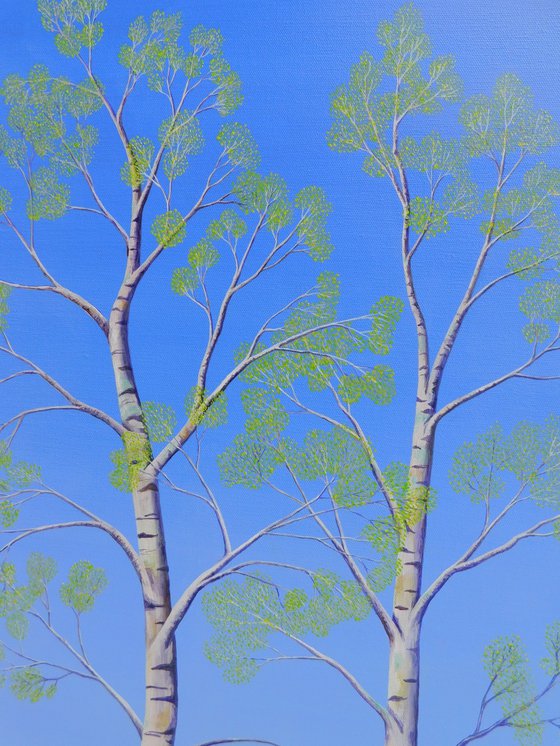 Silver Birch Trees in Spring