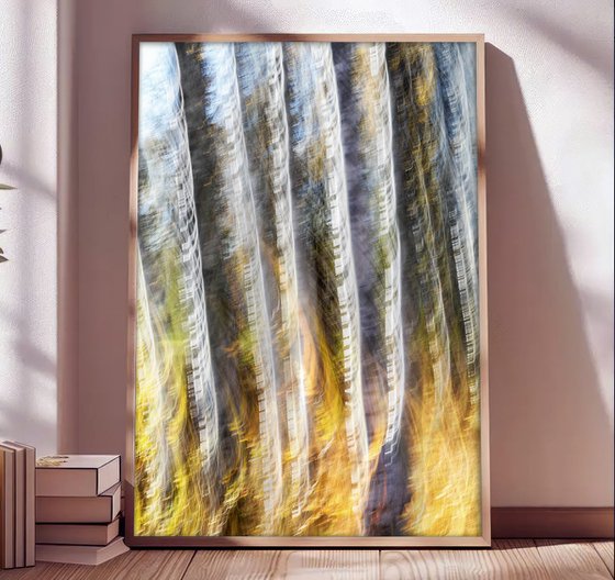 Birches (studio 6)