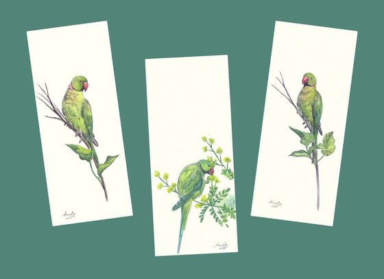 Rose ringed Parakeets