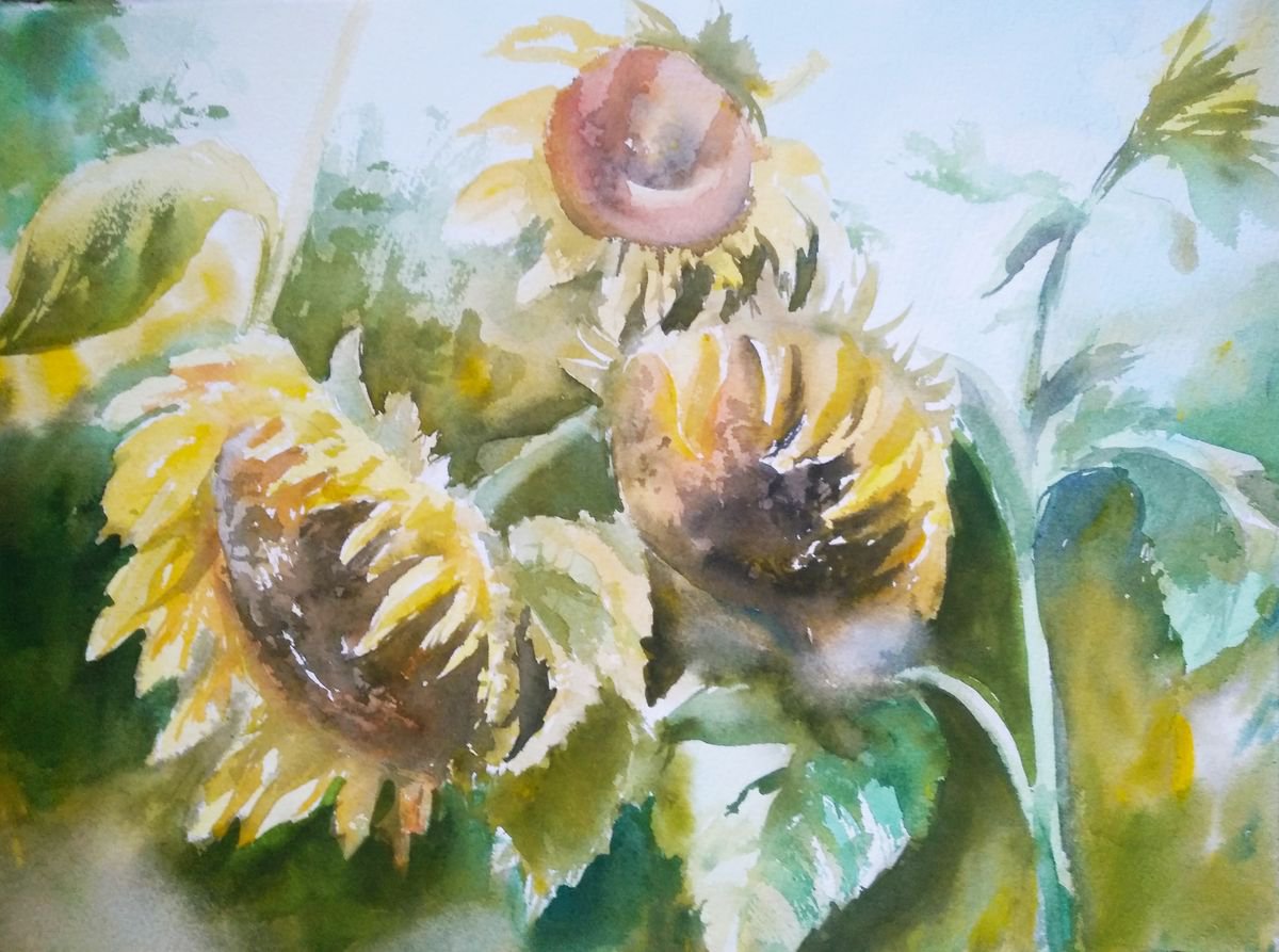 Sunflowers by Nata New