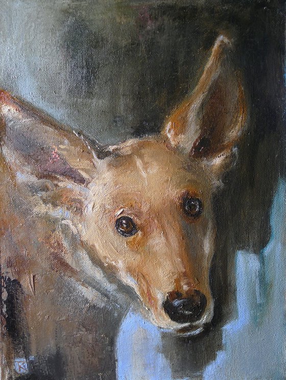 The Look of the Red Dog