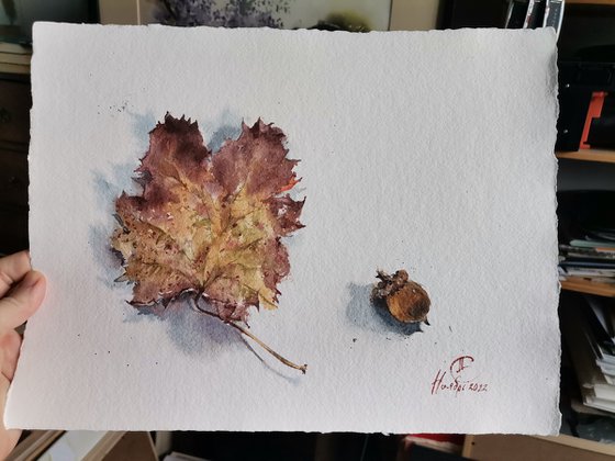 Still life with grape leaf and acorn. Details of nature