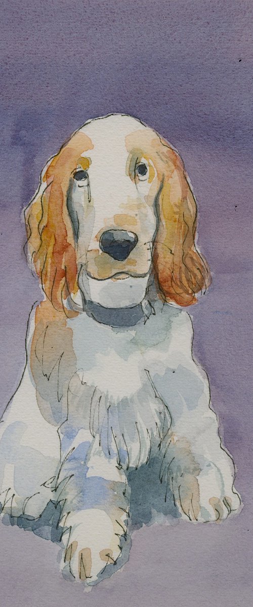 Spaniel by Stuart Roper