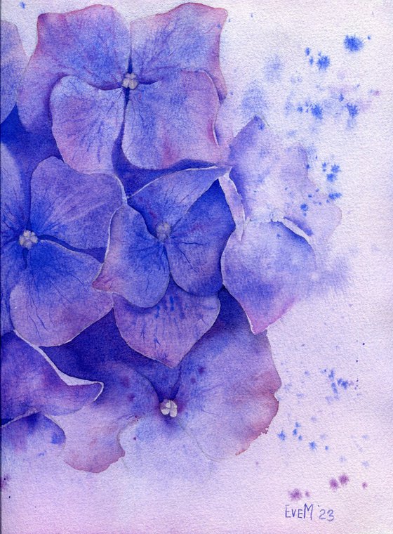 Hydrangea. Botanical watercolor illustration.