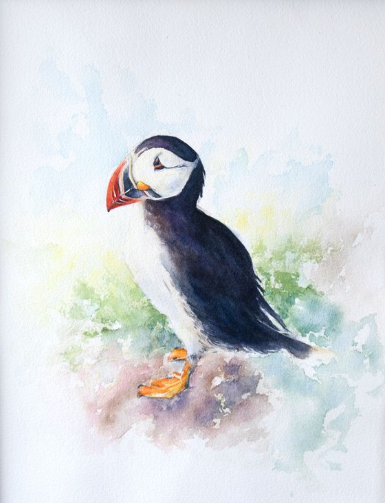 Puffin