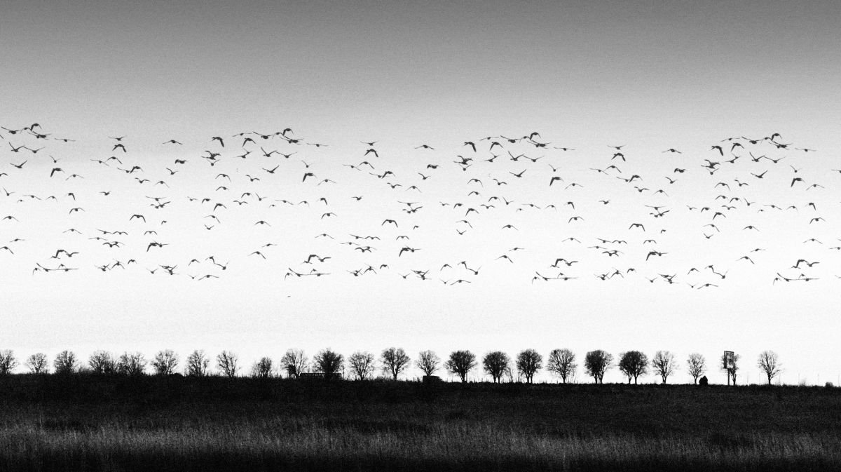 Birds by Yani Hristov