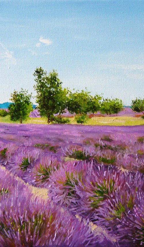 Lavender fields by Natalia Shaykina