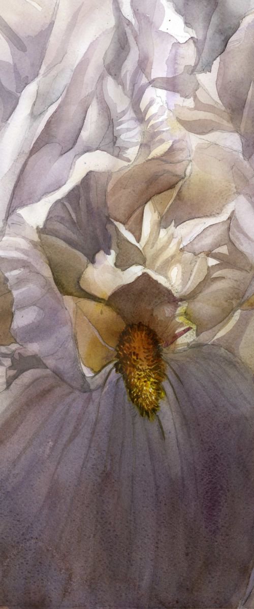 the scent of iris by Alfred  Ng