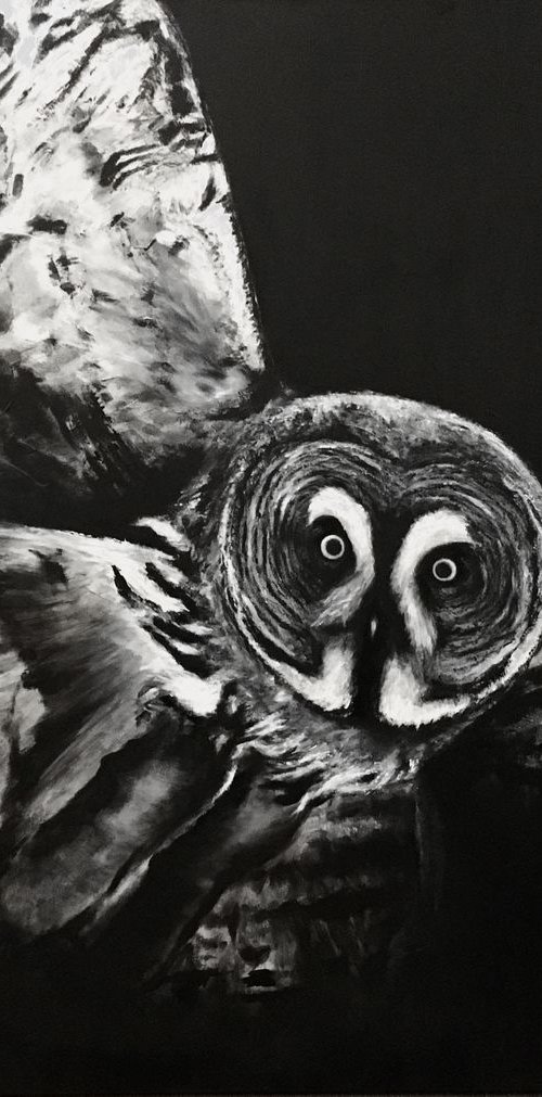 Large Dark Grey Owl by Paul Hardern