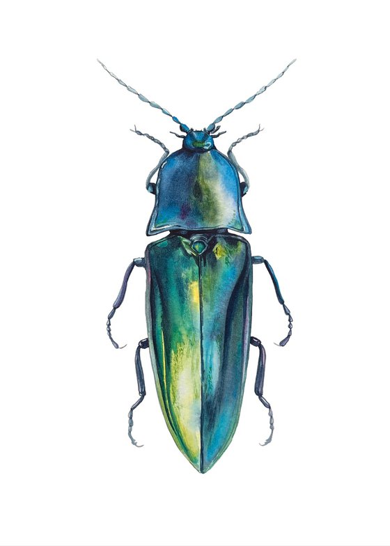 Blue longhorned beetle. Original watercolour artwork.