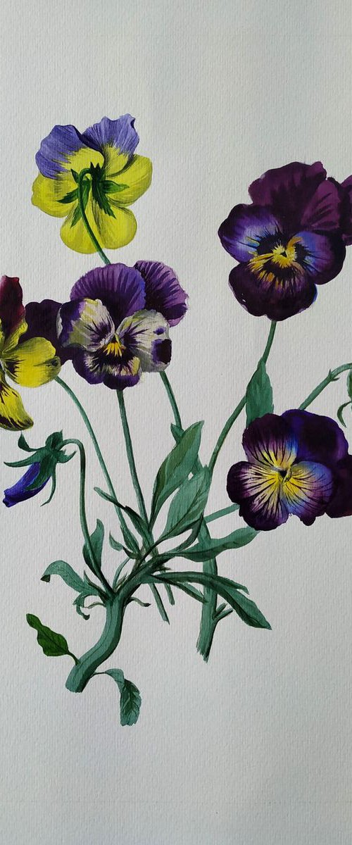 Pansies, 35x45cm, wathercolor on paper 2018 by Davit Davtyan