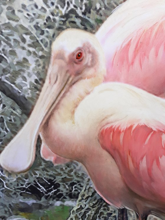 ROSEATE SPOONBILLS