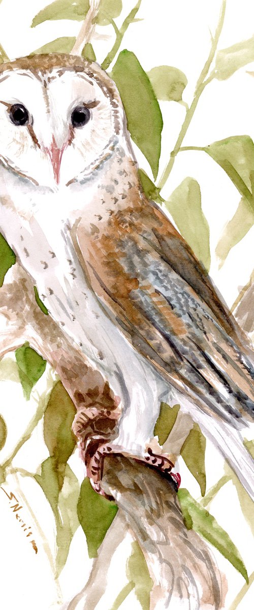 Barn Owl by Suren Nersisyan