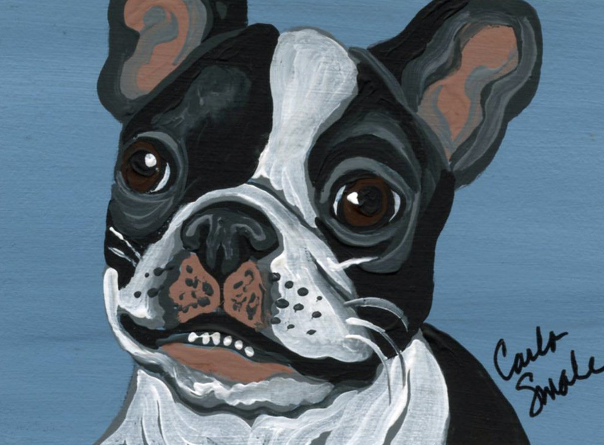 Boston Terrier by Carla Smale