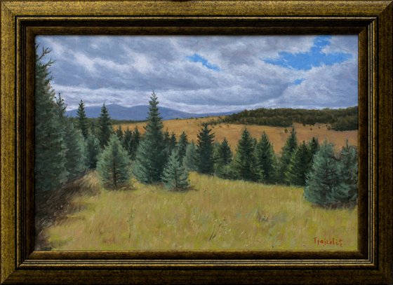 Pines on Meadow