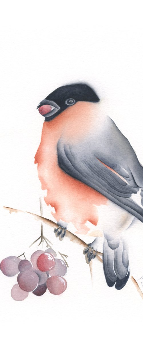 Bullfinch by ieva Janu