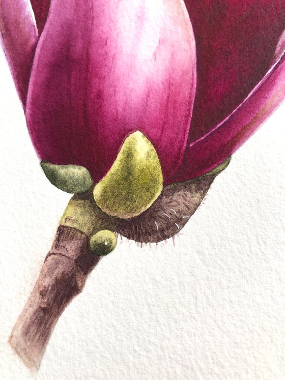 Magnolia blossom. A flower bud. Original watercolor artwork.