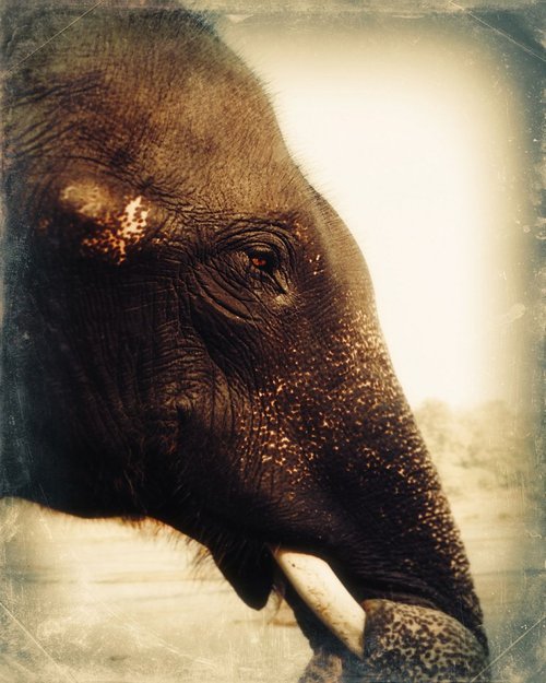 Indian elephant portrait by Nadia Attura