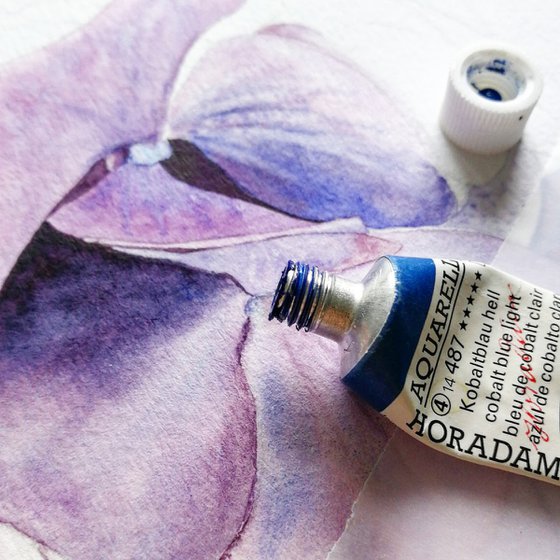 Violet Hydrangea