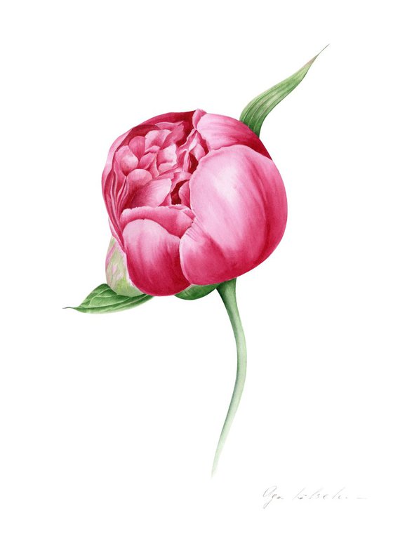 Peony Bud