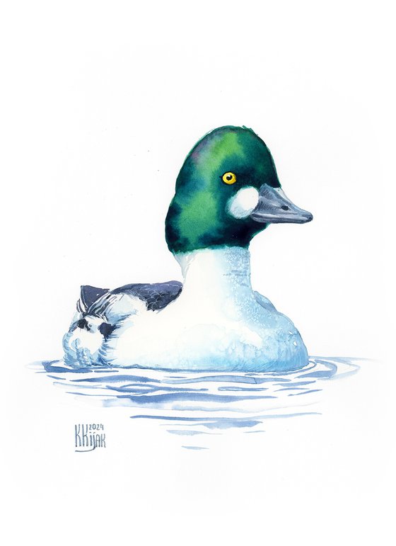 Common goldeneye