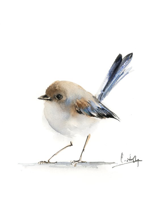 Fairy Wren Bird