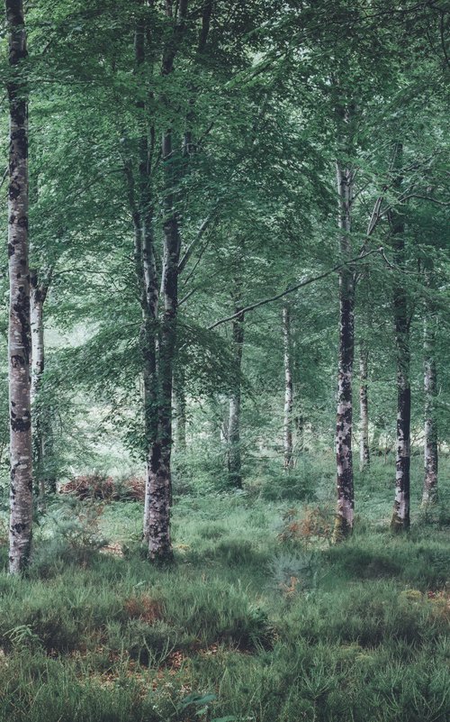 Beech Trees by Paul Nash