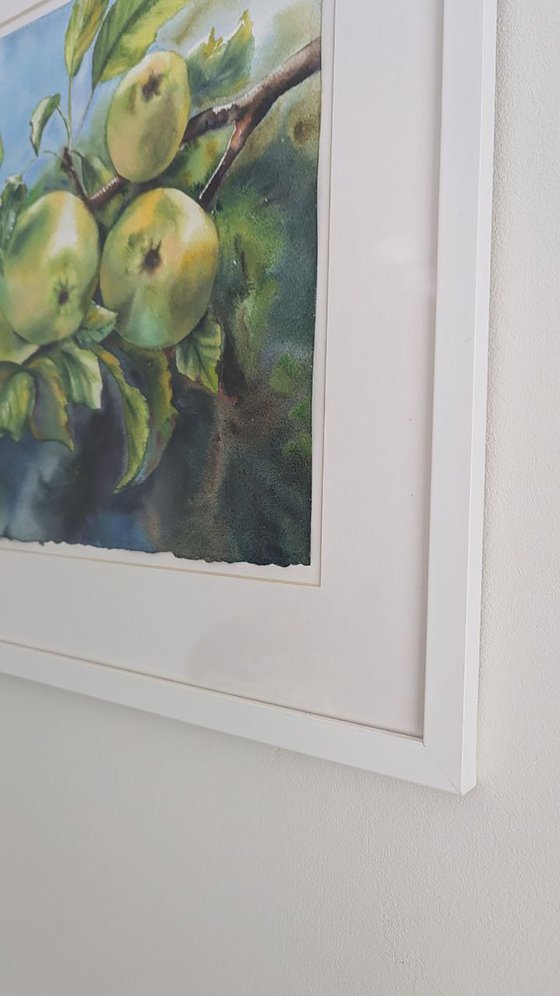 Green apples on the branch