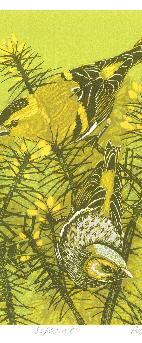 Siskins by Paula Boyd-Barrett