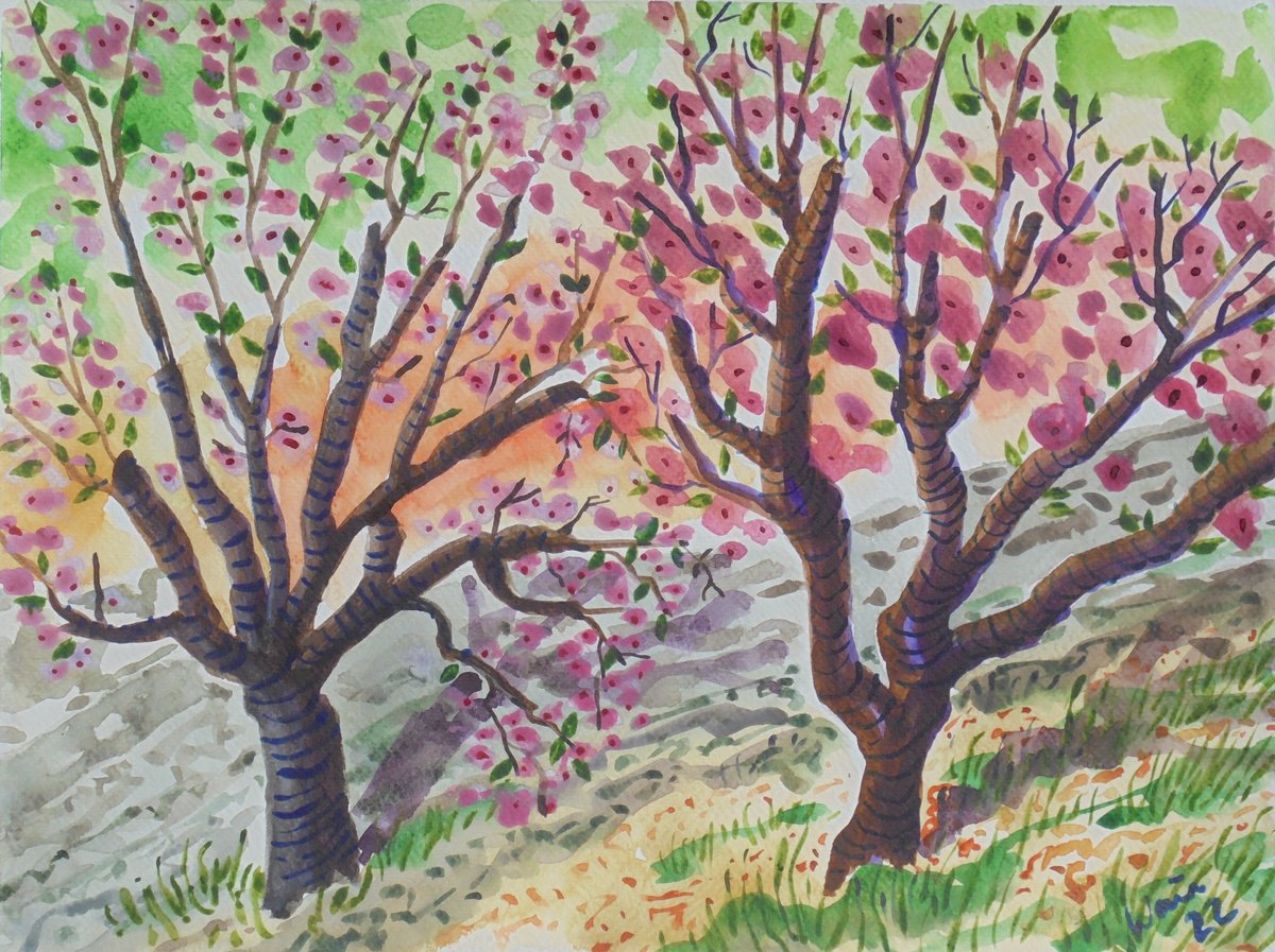 Two almond blossom trees. by Kirsty Wain