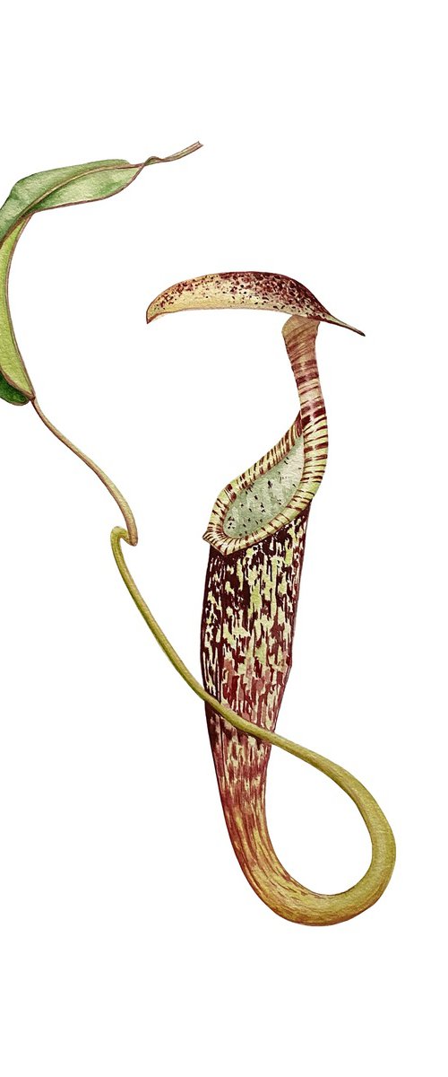 Nepenthes by Tina Shyfruk