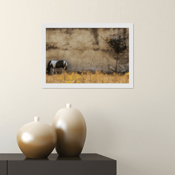 Baked and Grazing. Limited Edition 1/50 15x10 inch Photographic Print