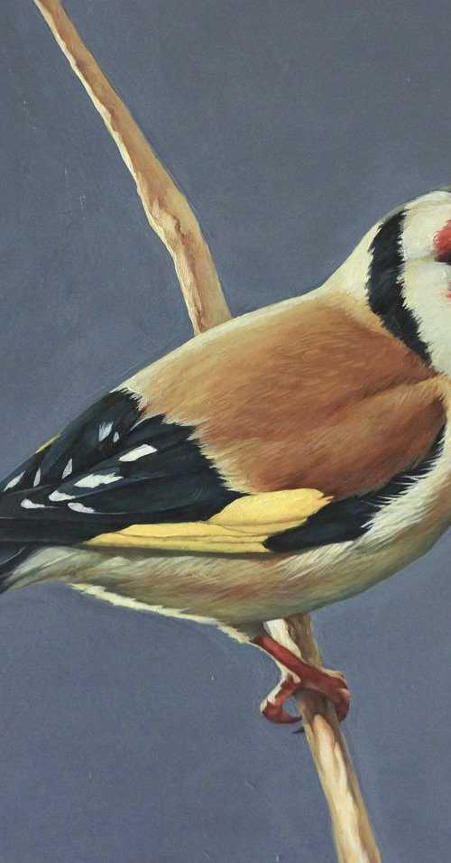 Goldfinch 1 by Marina Popkova-Sologub