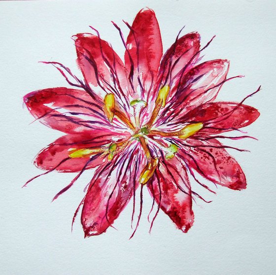 Burgundy Passion Flower