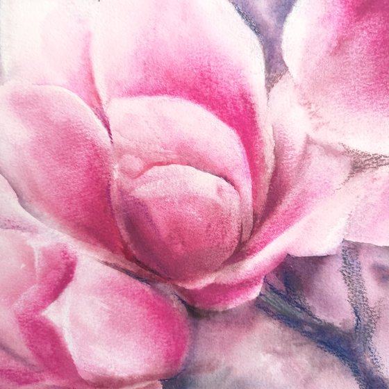 Magnolia blooming, pink flowers watercolor painting