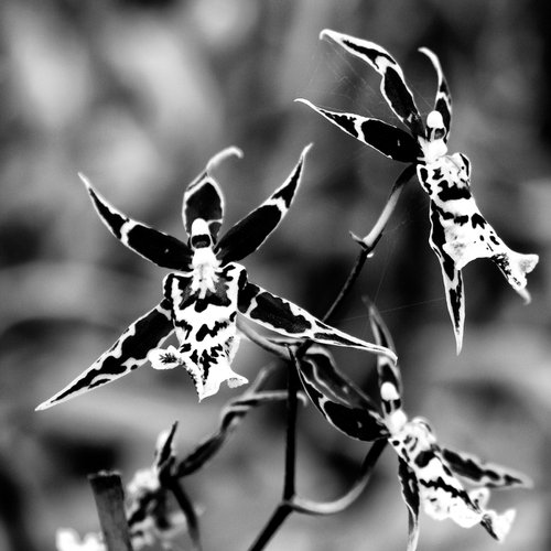 THE CHRISTMAS SPIDER ORCHIDS Landers CA by William Dey