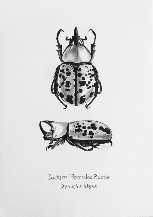 Eastern Hercules Beetle by Amelia Taylor