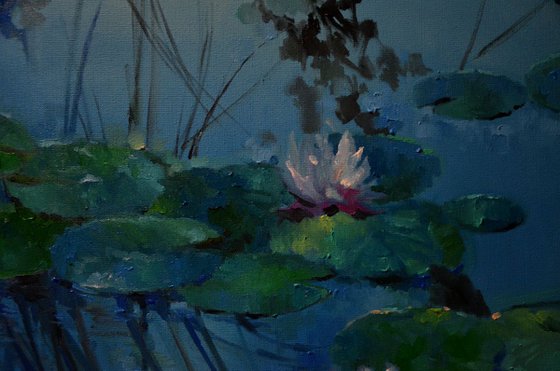 Lily pond. Early morning