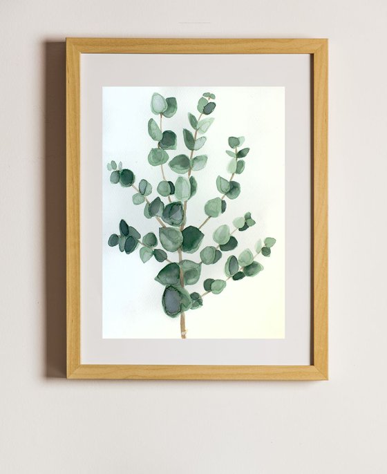 Eucalyptus branch