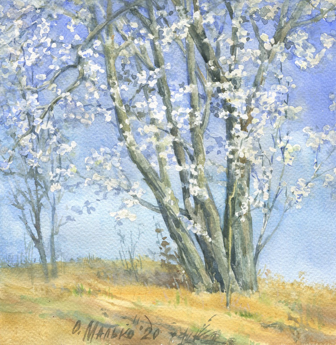 Blooming tree on the sky background / Flowering wild plum tree White blue watercolor by Olha Malko