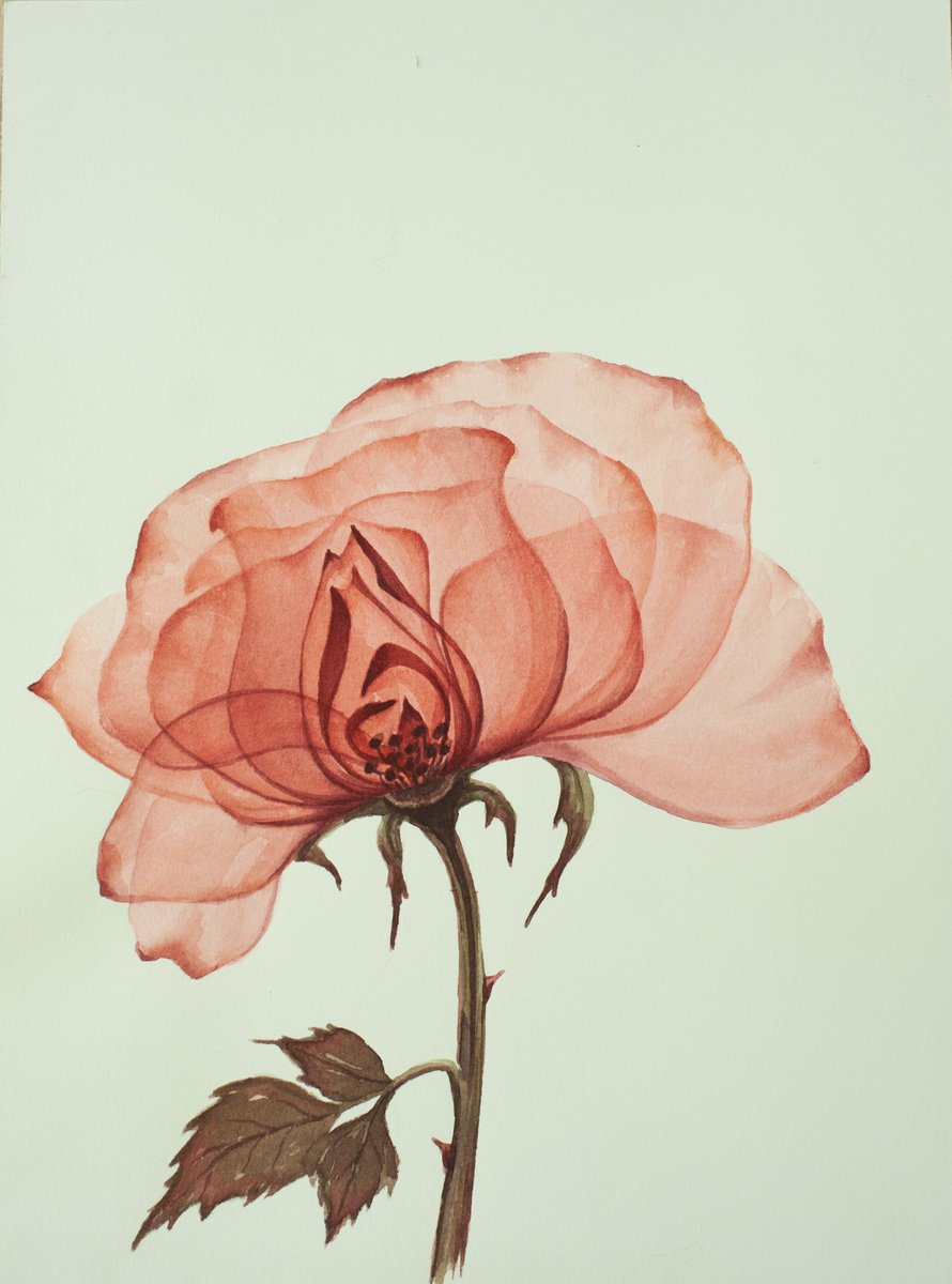 Rose by Maria Chernobrovkina