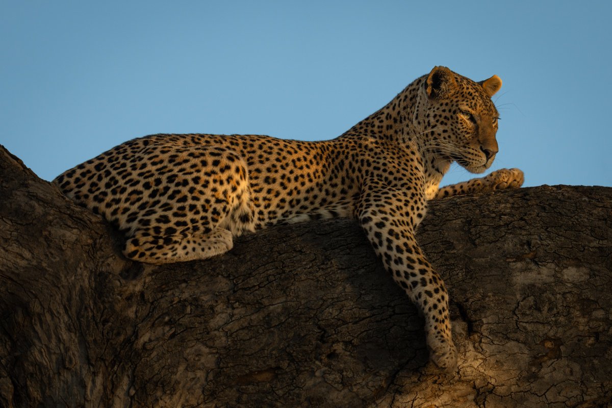 Photorealistic Animal Photograph By Nick Dale, 53 X 38", Take A Bough, Original Artwork