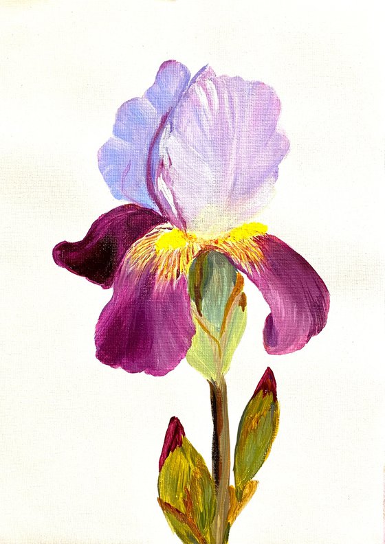 Iris flower