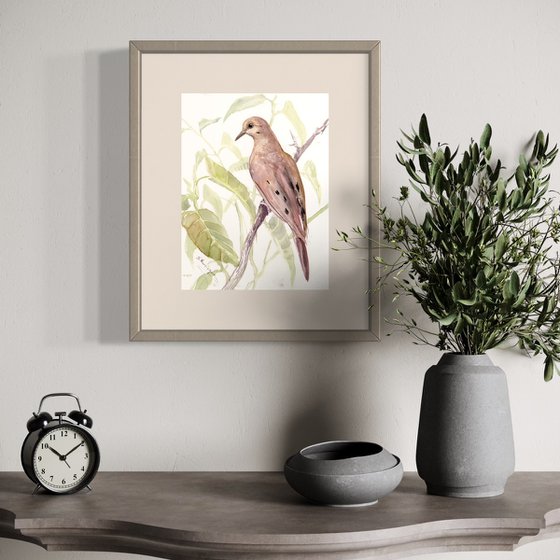 Mourning Dove