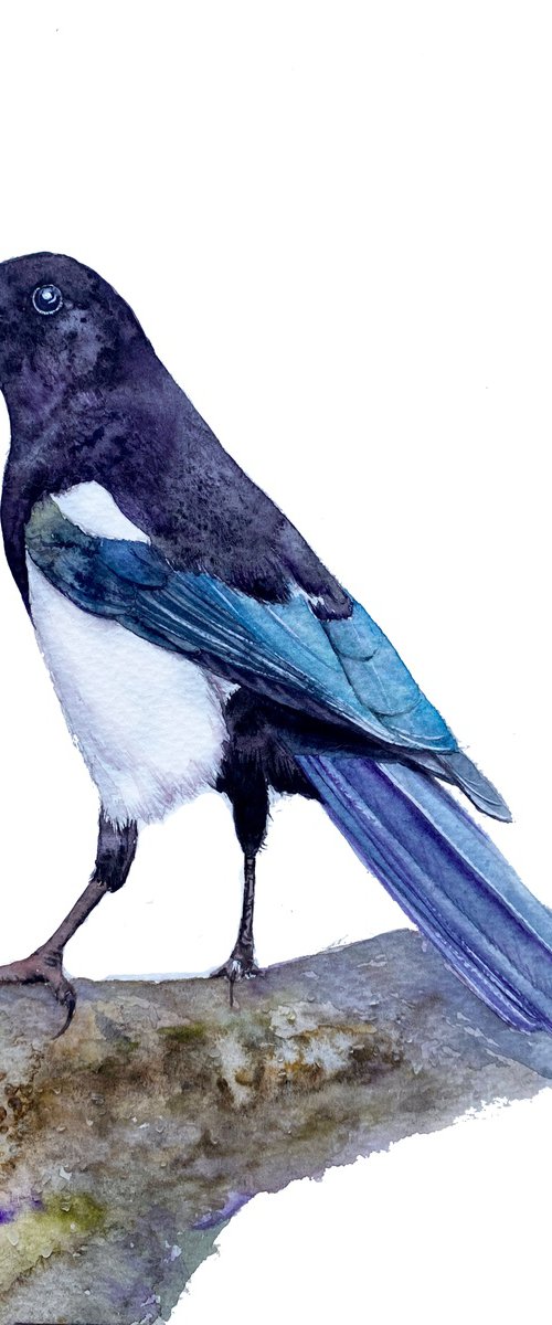 Watercolour bird magpie sitting on a branch in the rays of the sun 5 by Tetiana Savchenko