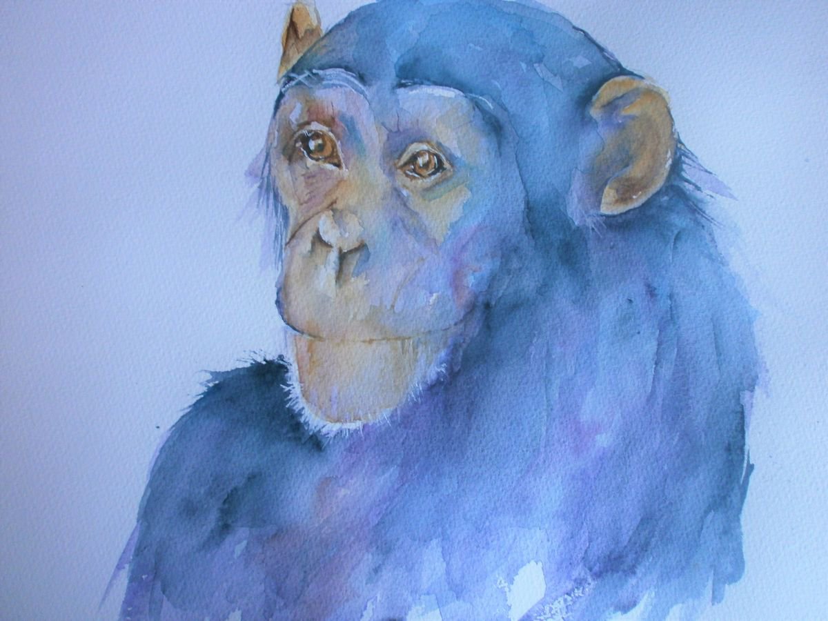 Chimpanzee portrait by Sue  Green