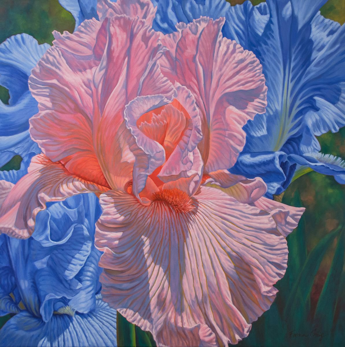 Floralscape 1: Pink and Blue Irises by Fiona Craig