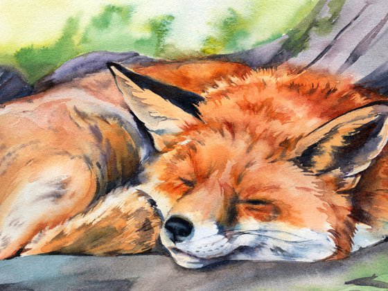 Sleeping Fox